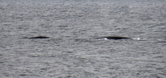 Eubalaena glacialis