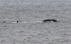 Eubalaena glacialis