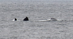 Eubalaena glacialis