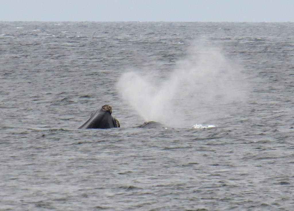 North Atlantic right whale blowing its V-shaped spout