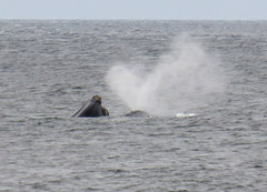 Eubalaena glacialis