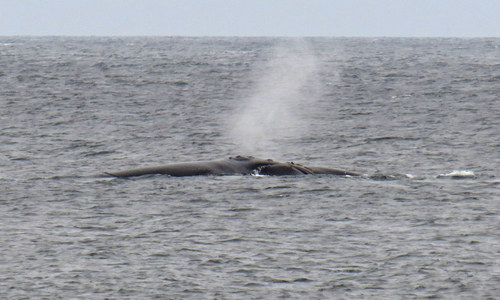 Eubalaena glacialis