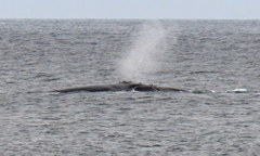Eubalaena glacialis