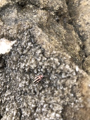 Eudiagogus