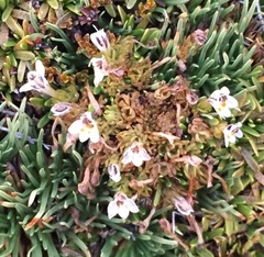Euphrasia dyeri