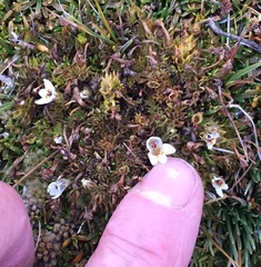 Euphrasia dyeri