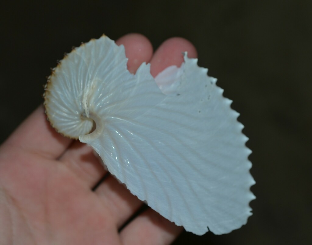 Common paper nautilus