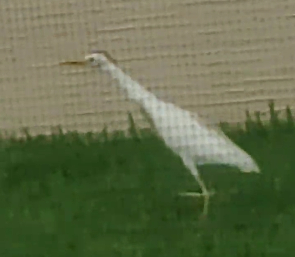 Cattle Egret From University FL USA On October 3 2023 By Abdullah A   Large 