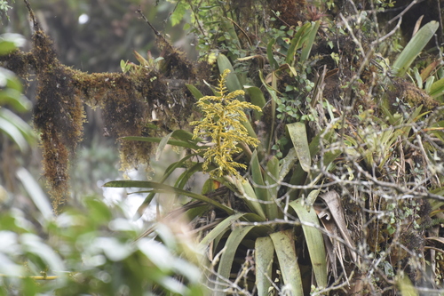 Guzmania hirtzii