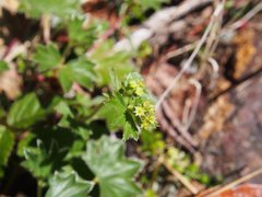 Alchemilla procumbens