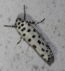 Ethmia clytodoxa