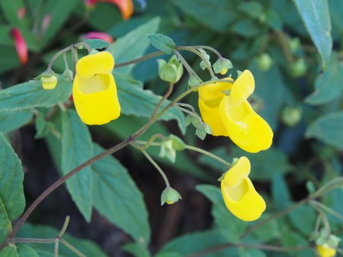Calceolaria irazuensis (Calceolaria irazuensis)