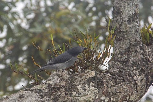 Malayan Cuckooshrike (Coracina larutensis), photo 5