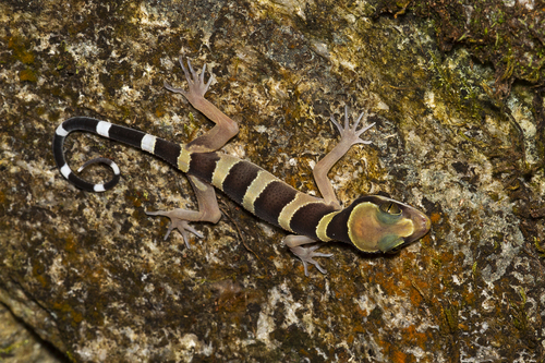 Southern Titiwangsa Bent-toed Gecko, Cyrtodactylus australotitiwangsaensis