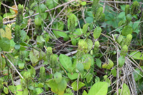 Ruellia blechum image