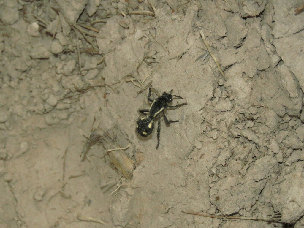 Traumatomutilla juvenilis