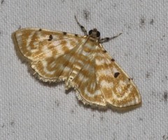 Notarcha aurolinealis