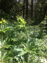 Lilium humboldtii humboldtii