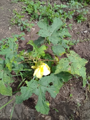 Okra