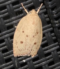 Prionocris protoxantha
