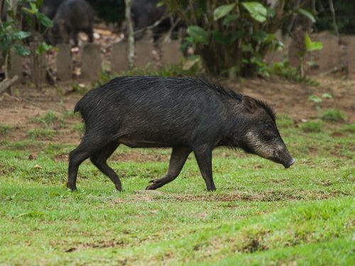 White-lipped Peccary