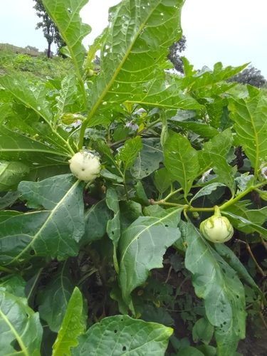 African eggplant