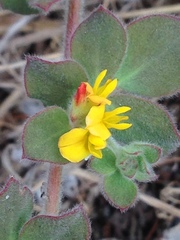 Acmispon heermannii heermannii