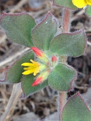 Acmispon heermannii heermannii