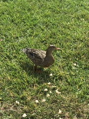 Anas platyrhynchos image