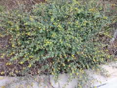 Acmispon heermannii heermannii