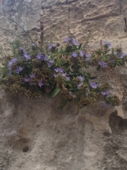 Campanula versicolor tenorei
