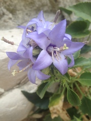 Campanula versicolor tenorei
