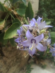 Campanula versicolor tenorei
