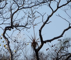 Tillandsia huamelulaensis