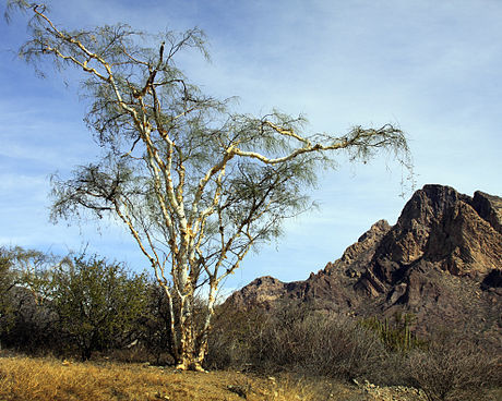 Willard's Acacia