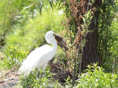 Oreochromis niloticus