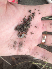 Pericoptus truncatus