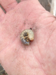 Pericoptus truncatus