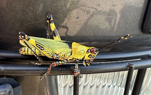 Variegated grasshopper