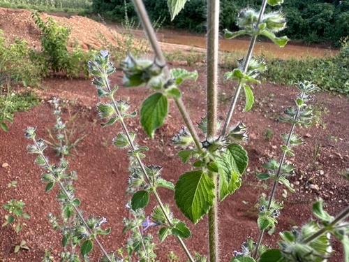 Wide Spikenard