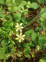 Triteleia ixioides anilina