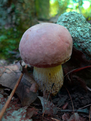 Butyriboletus roseopurpureus