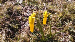 Narcissus cyclamineus