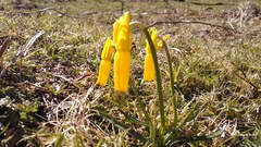 Narcissus cyclamineus