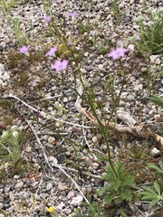 Gilia scopulorum