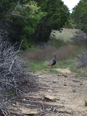 Meleagris gallopavo intermedia