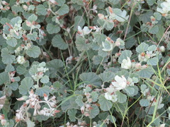 Alkali Mallow (Malvella leprosa)