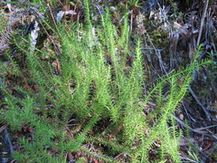 Lateristachys lateralis