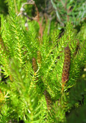 Lateristachys lateralis