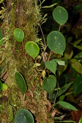 Peperomia choroniana